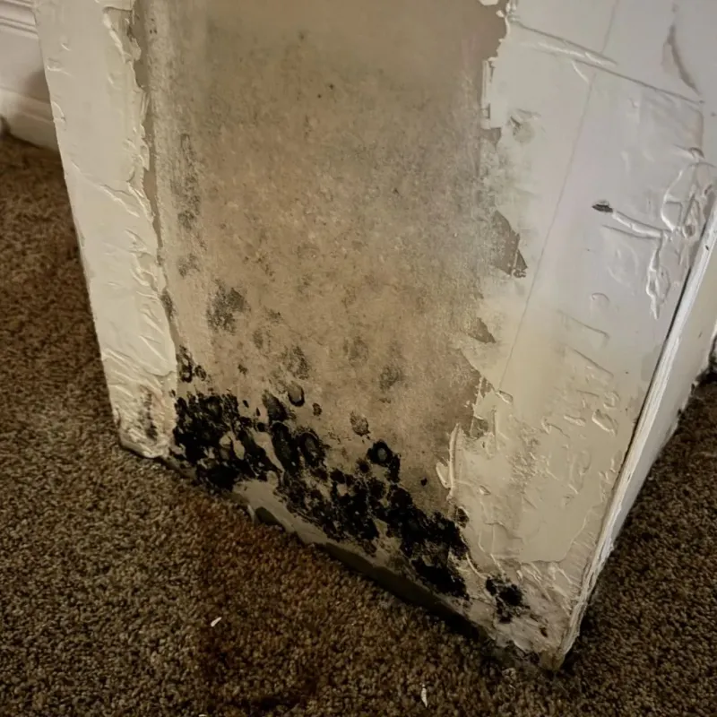 Professional Mold Removal in West Valley City, UT